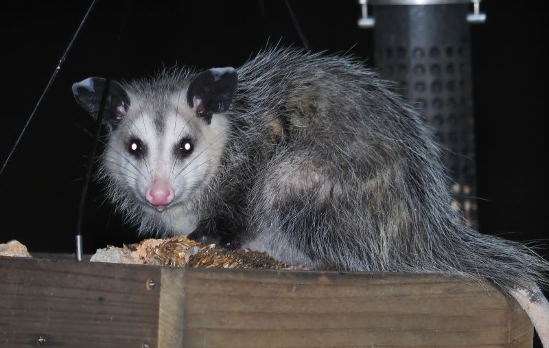 Wildlife Removal Service