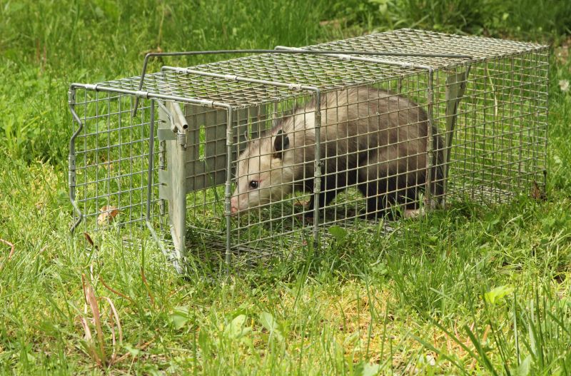 Opossum Removal detail