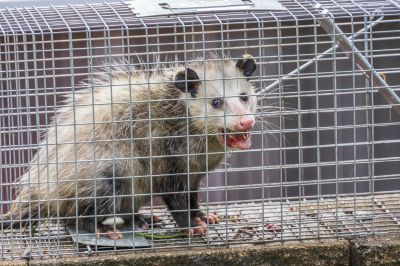 Opossum Removal detail