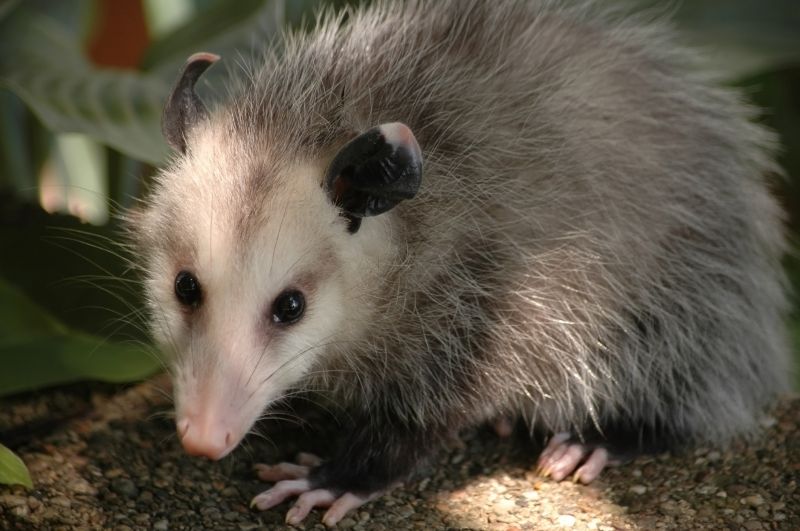 Opossum Removal detail