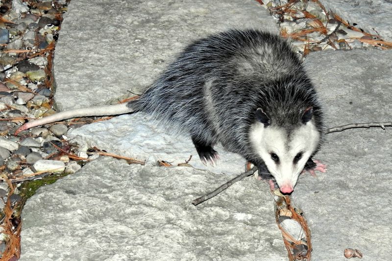 Remove Opossums In Crawl Spaces