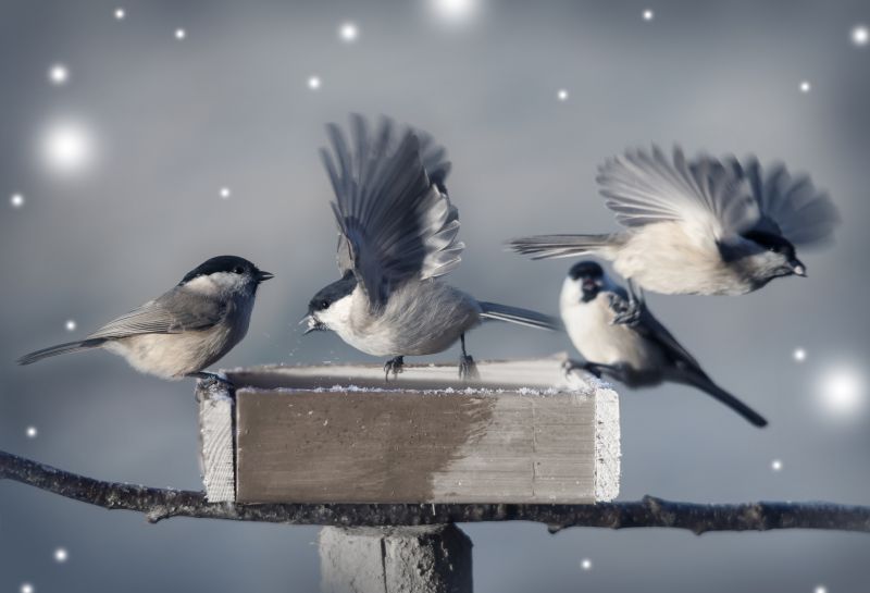 Seasonal Wildlife Issues Homeowners Should Watch For